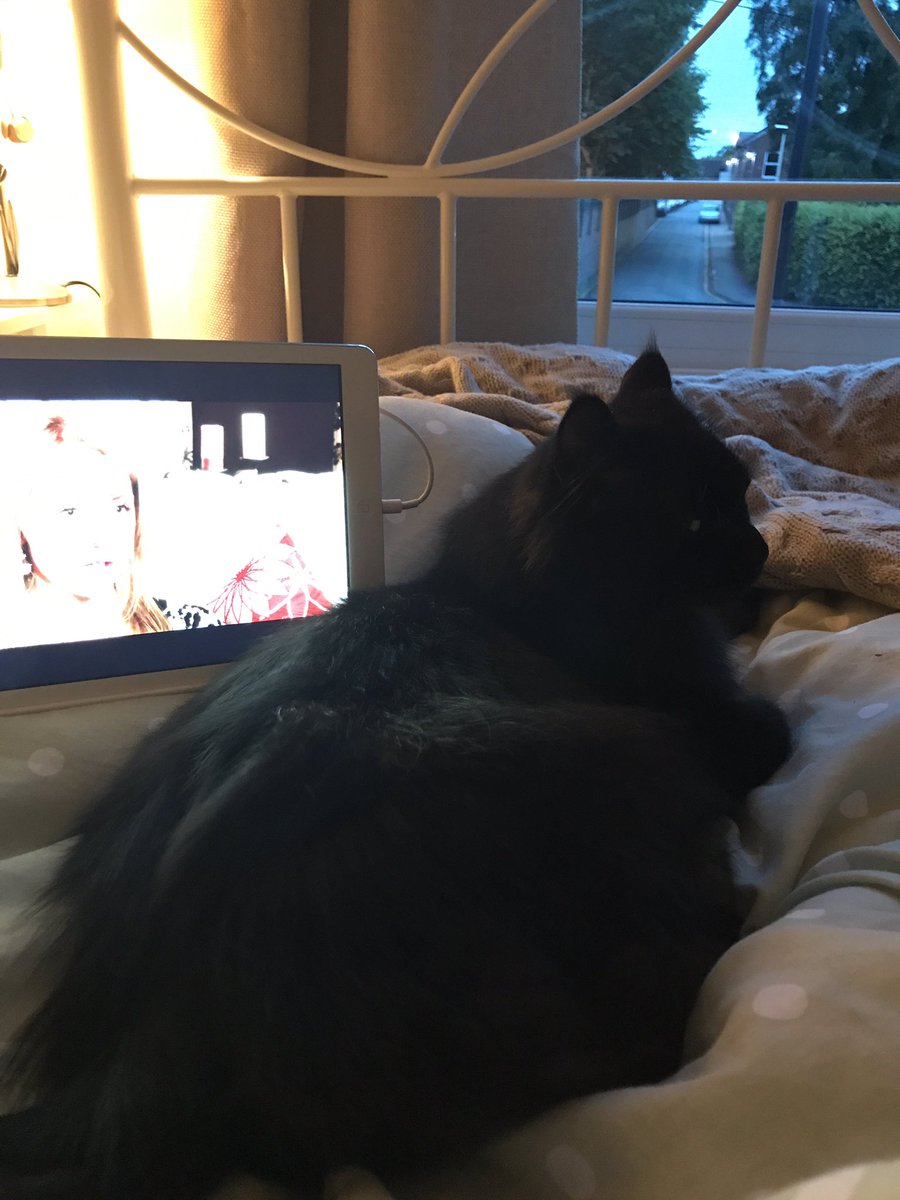 inkedchester's tweet photo. Bed, #cat and documentary in bed. All I need 😍 https://t.co/GUSIEpjxZ2