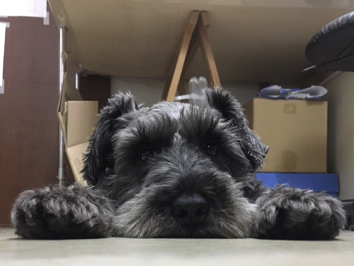 犬は飼い主に似る