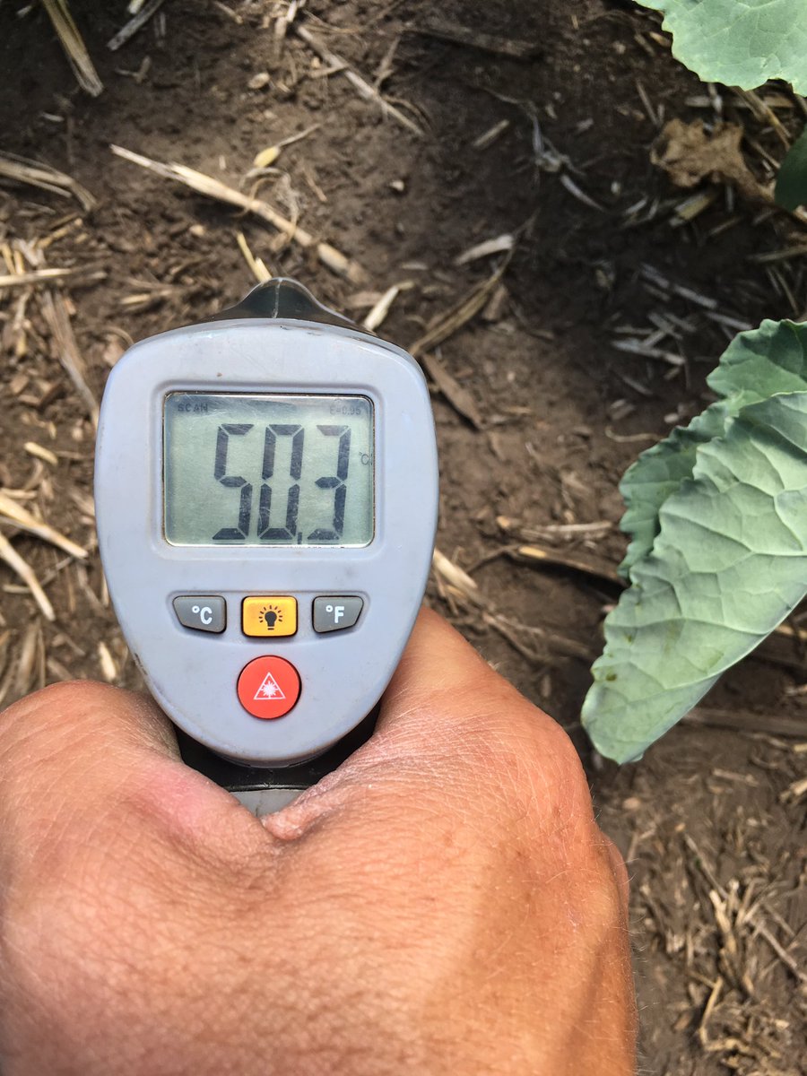 24C outside right now. No-till vs vertically tilled sandy loam soil 10ft apart. 25C difference! #cooked