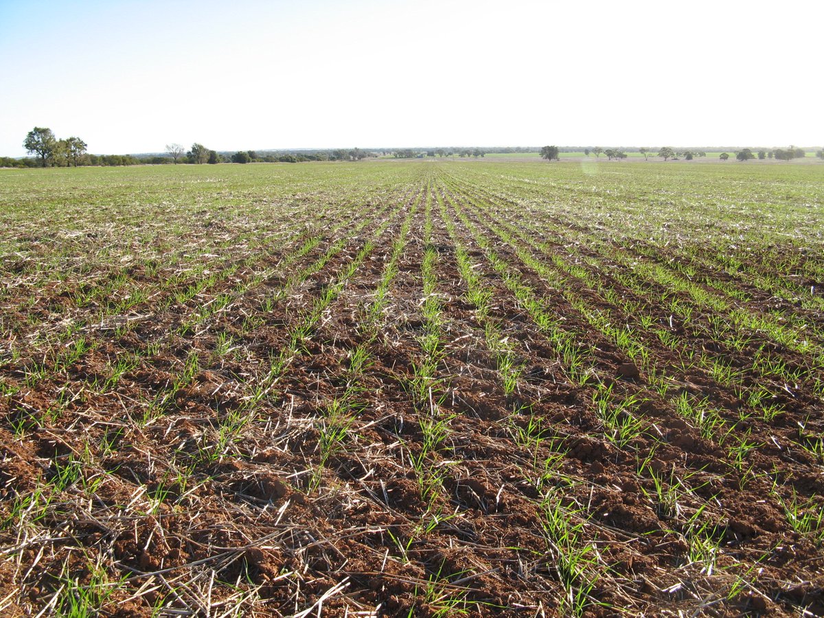 Brookfield_Ag's tweet photo. Wheat sown using the SuperDrill at Yarrabandai #plant17 #SuperDrill https://t.co/IDdXIAoUqT