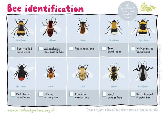 Bee Species Identification Chart