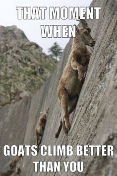 Climb Upstate (@climbupstate) on Twitter photo Meme Monday: Feeling a little off your game? Check out our Climbing 101 Classes on select Saturdays at 9am! Ask a Staff Member for details! Meme Monday: Feeling a little off your game? Check out our Climbing 101 Classes on select Saturdays at 9am! Ask a Staff Member for details!