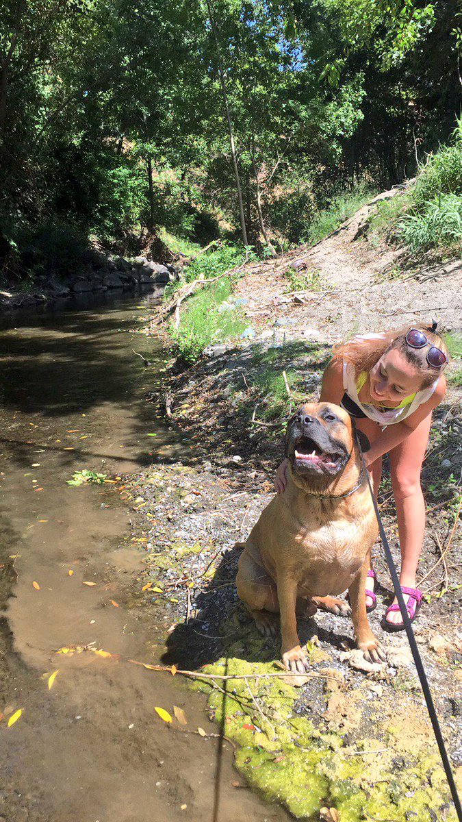 I am in love with this dog