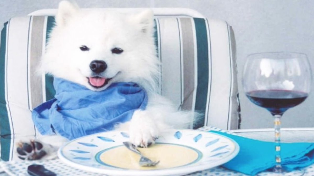 marklewismd's tweet image. vs. third arm of dog eating patient's favorite food?