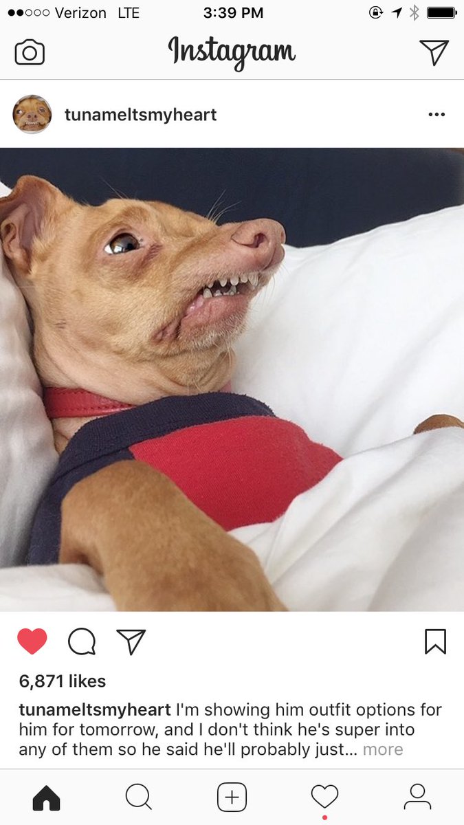 Such beauty. Tuna is one of my fav chihuahuas on IG