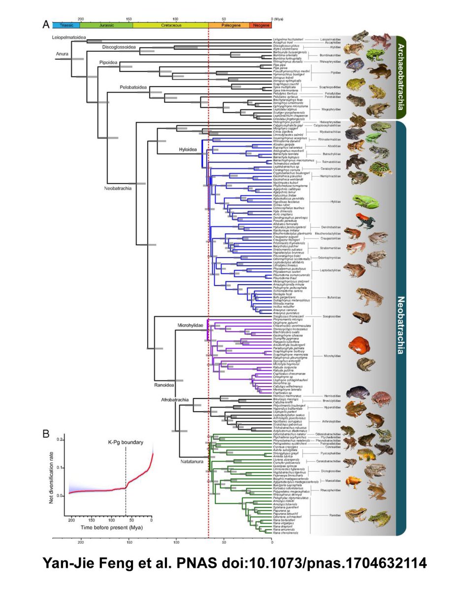 David_Hillis's tweet photo. Frogs bounced back after the K-Pg extinction event, in three groups on different continents: https://t.co/8fJ1LaoAS2 https://t.co/riXVYTbe08