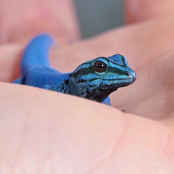 ReptileExpo_ca's tweet photo. Beautiful electric blue gecko ⚡💙
Repost from @rectilia #electricbluegecko #gecko https://t.co/Cj2sTavEqp