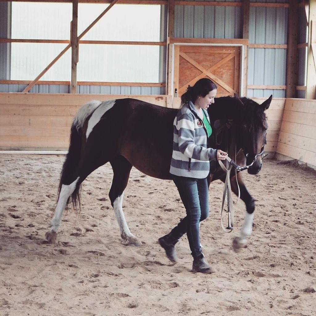 Honest Horsemanship tweet media
