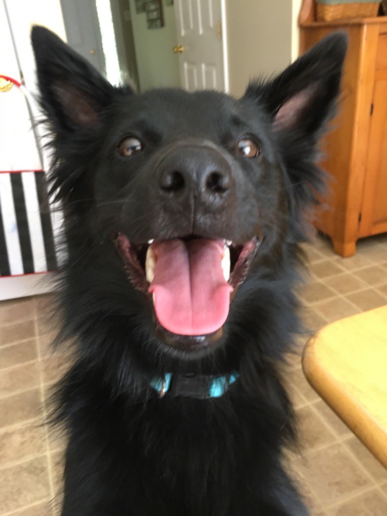 rob_elrod's tweet photo. Tripp Dog https://t.co/qTDzwIKqwf