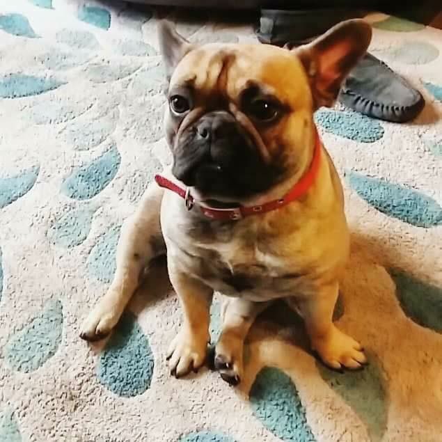 jakerey1's tweet photo. Lola, has been stolen from our garden approximately about 2/3hours ago. We need help getting her back as she has puppies that need her! https://t.co/4a51ync5LH