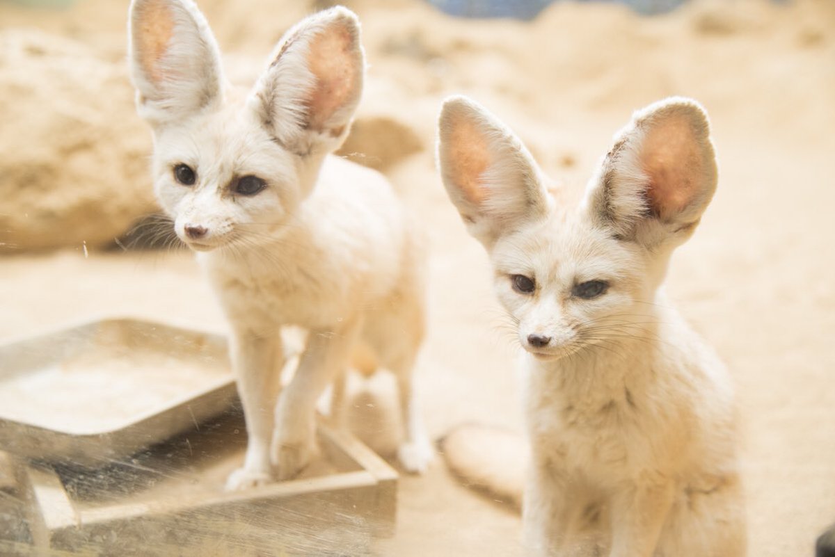 O Xrhsths 伊豆シャボテン動物公園グループ 公式 Sto Twitter クリッとお目めと大きな耳がキュートなフェネック かわいらしい姿が人気の動物です フェネック 動物園 植物園 動物 癒し ふれあい かわいい サボテン シャボテン 伊豆 伊豆高原 伊東市 O Xrhsths 伊豆シャボテン動物公園グループ 公式 Sto Twitter クリッとお目めと大きな耳がキュートなフェネック かわいらしい姿が人気の動物です フェネック 動物園 植物園 動物 癒し ふれあい かわいい サボテン シャボテン 伊豆 伊豆高原 伊東市