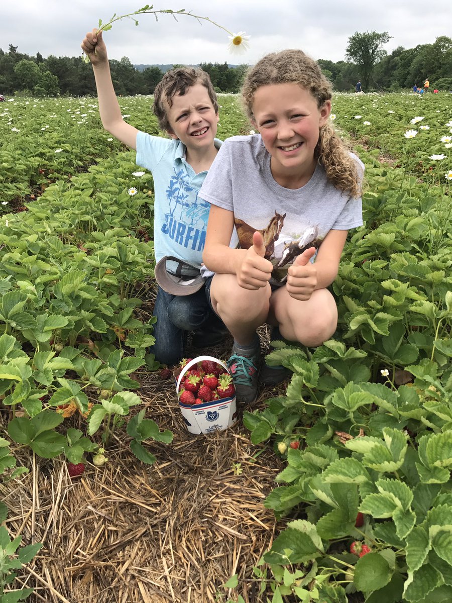 #PYO #Strawberries open Tuesday at our Coulson Ridge Farm 8-4!  For regular PYO updates visit: egosgardencentre.com/garden-help/pi…