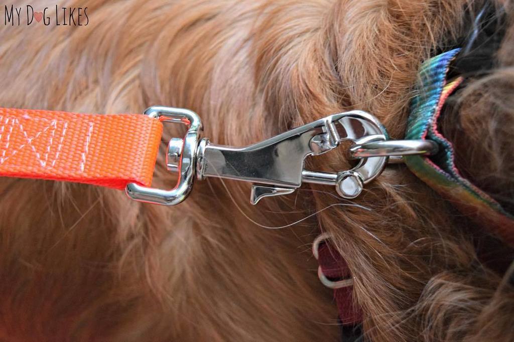 Loving my new leash from <a href="/niftisafelatch/">NiftiSafeLatch</a> - It's clasp has a built in magnet to make connecting a breeze and a rece… ift.tt/2tFWQbi