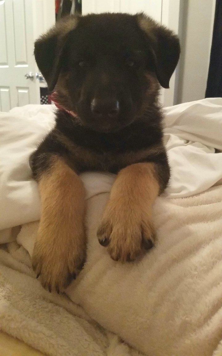 demrosie's tweet photo. Akela says hello Twitter🐤 #GermanShepherd #FurMama 🐾🐶💕 https://t.co/MlAoRH6CGi