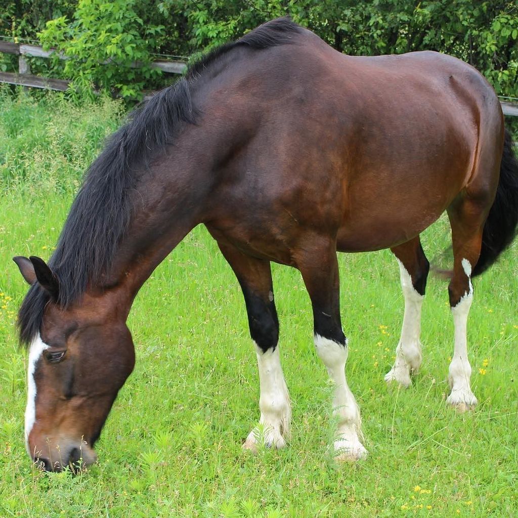 Honest Horsemanship tweet media
