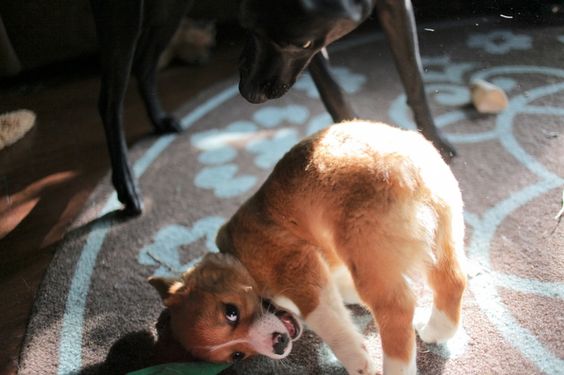 DailyPuppers's tweet photo. https://t.co/lj6TjVHeLb
