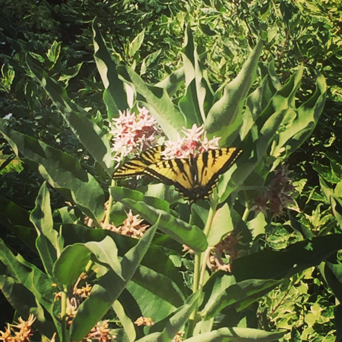In my yard!  #butterfly#idaho#beauty