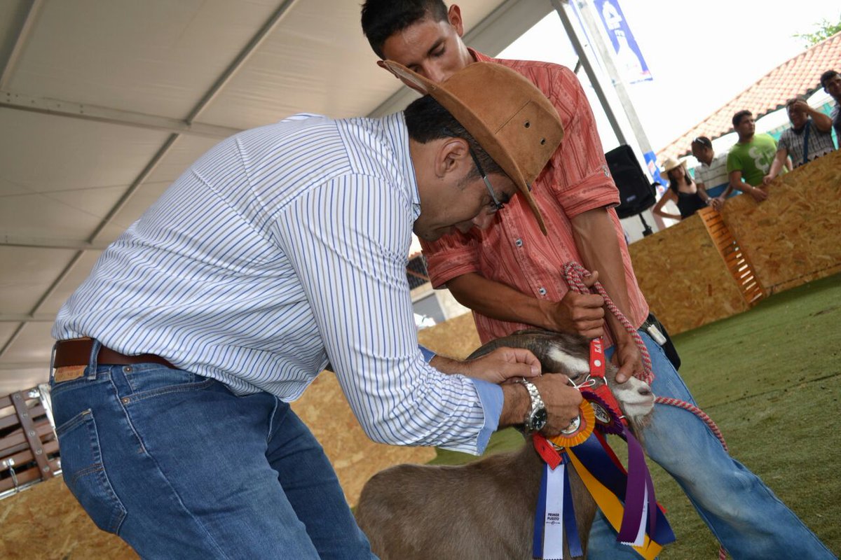 DannyRamirezro's tweet photo. #Apriscos de la región participan en la muestra caprina. Excelente genética de razas participantes, se premiaron los mejores.#FeriaGanadera https://t.co/5q84CiZQHL