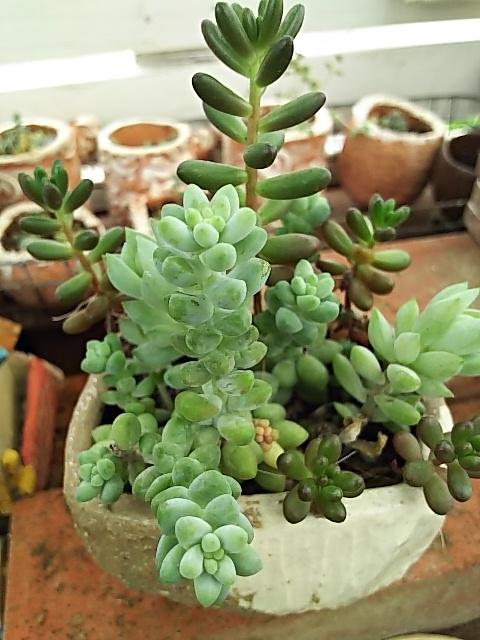 ビアホップ Twitter પર હ શટ ગ