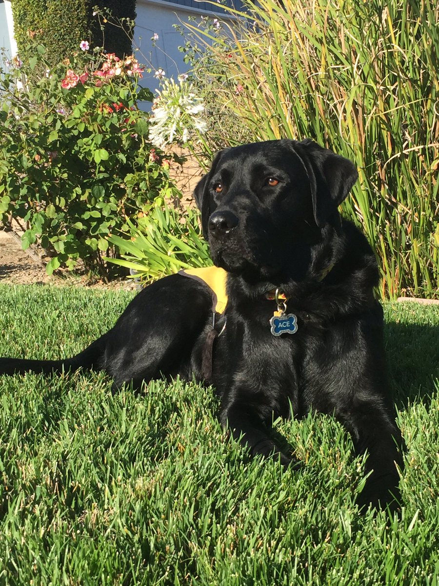 GDApuppy's tweet photo. Great news! I'm going to college! I'm leaving for Guide Dog School July 29th! https://t.co/oa9GshUuhc