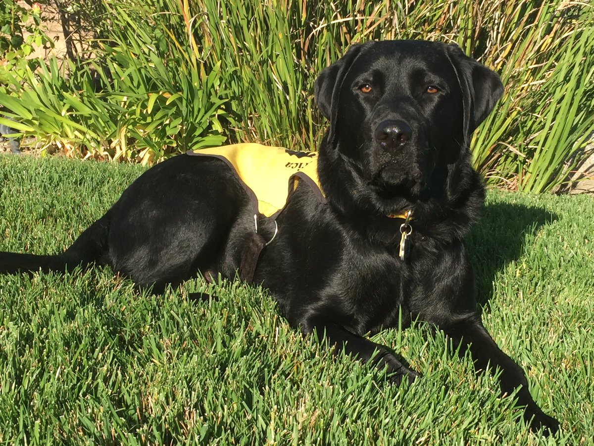GDApuppy's tweet photo. Great news! I'm going to college! I'm leaving for Guide Dog School July 29th! https://t.co/oa9GshUuhc