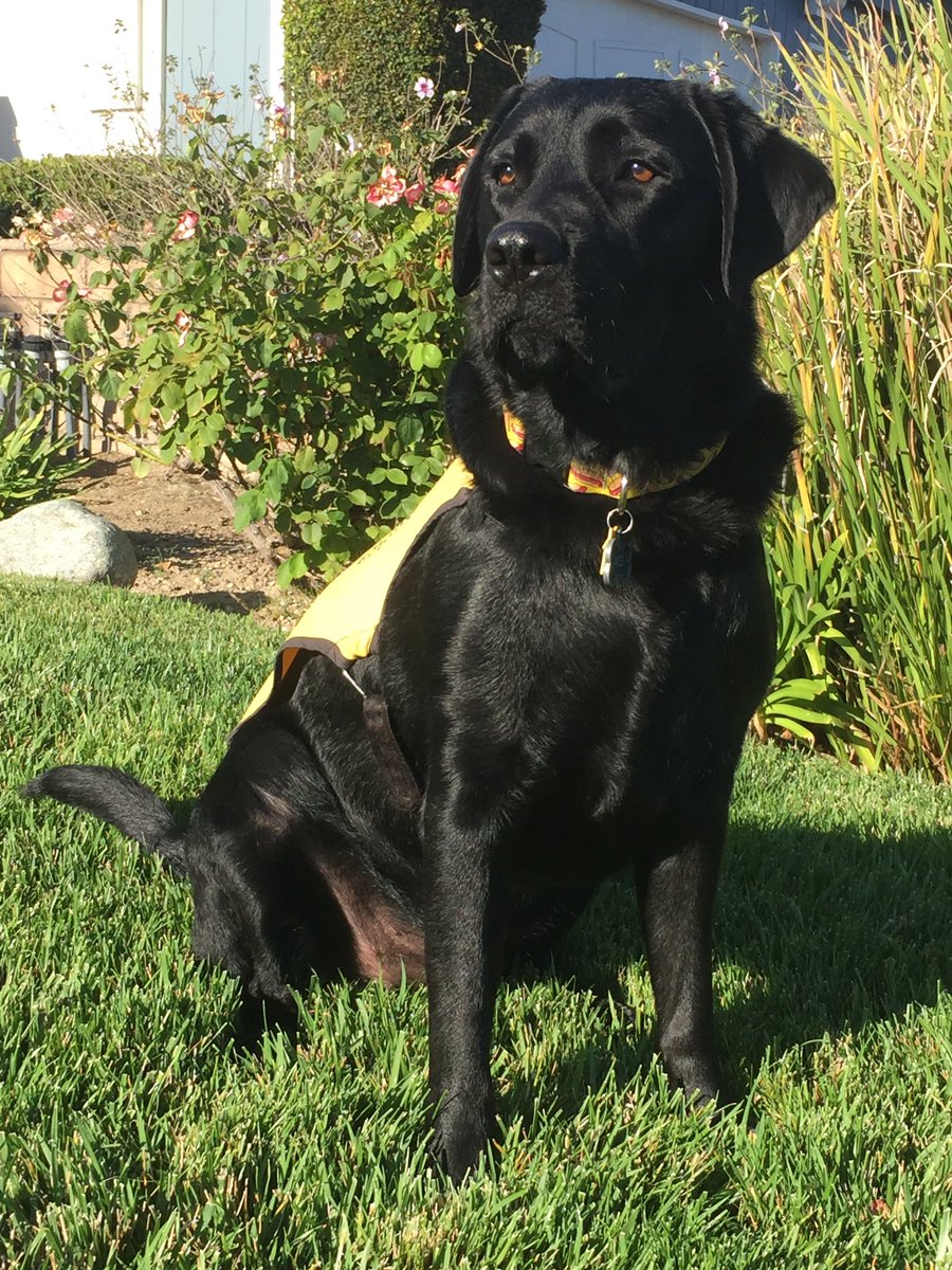 GDApuppy's tweet photo. Great news! I'm going to college! I'm leaving for Guide Dog School July 29th! https://t.co/oa9GshUuhc