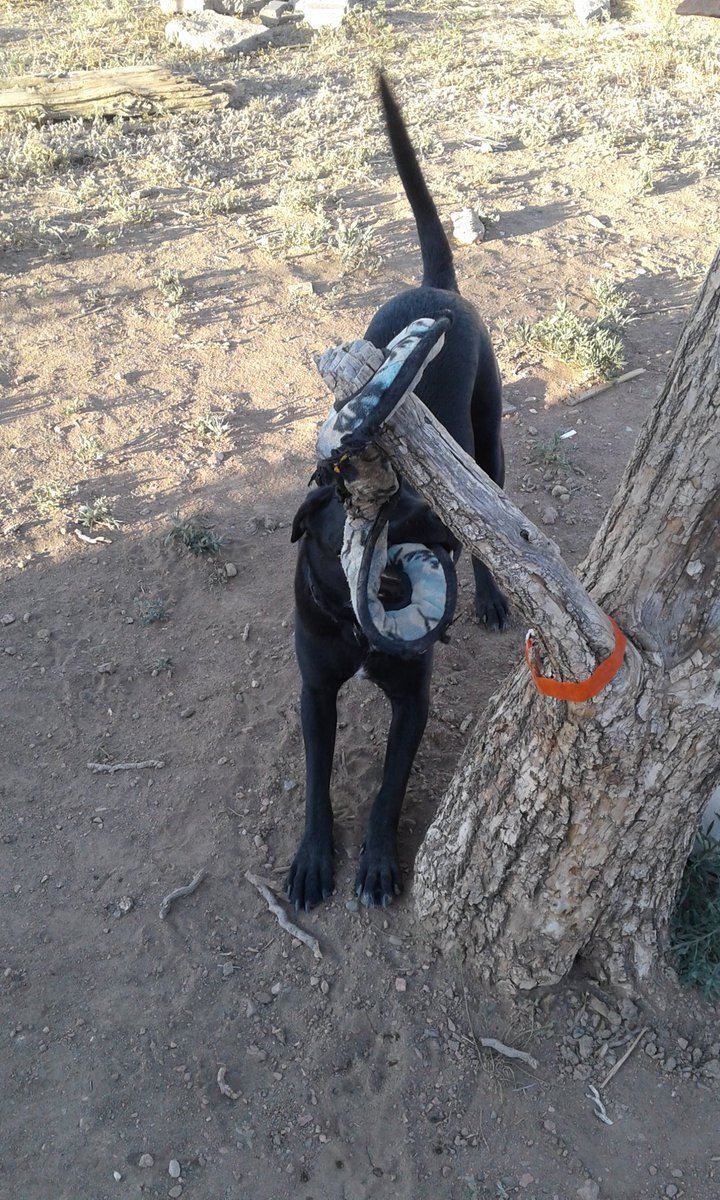 ordinarypastors's tweet photo. Finally figured out how to beat my dog at tug of war https://t.co/pOM2TTBMIh