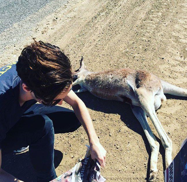 thisissliz's tweet photo. ‼️It only takes 5 mins to check the pouch of a roo who's been hit, but you could give a lil joey another chance at life. Story, Image 4 ❤️ https://t.co/kQir7ltCcI