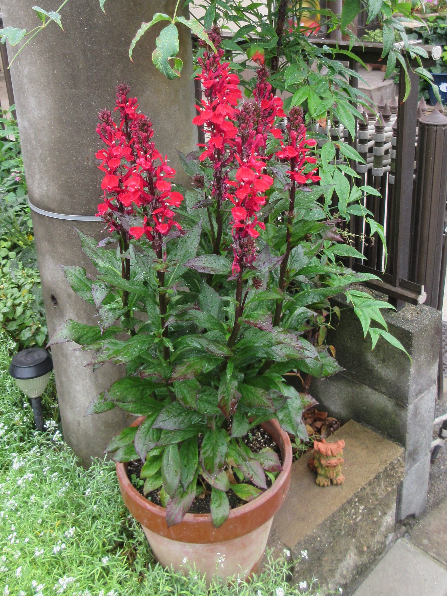にめぬ ちゆせぼg 紅沢桔梗 宿根ロベリア 川辺の花だけに強雨の雨中がよく似合う スラリと高い赤い花 おそらく5分咲き程度ですが 夏に強い花なので2番花 3番花と咲かせるでしょう ガーデニング 宿根ロベリア 沢桔梗 T Co Aqiwkhb1nb