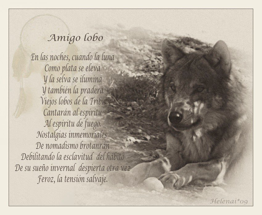 Wiki_Lobos's tweet image. 