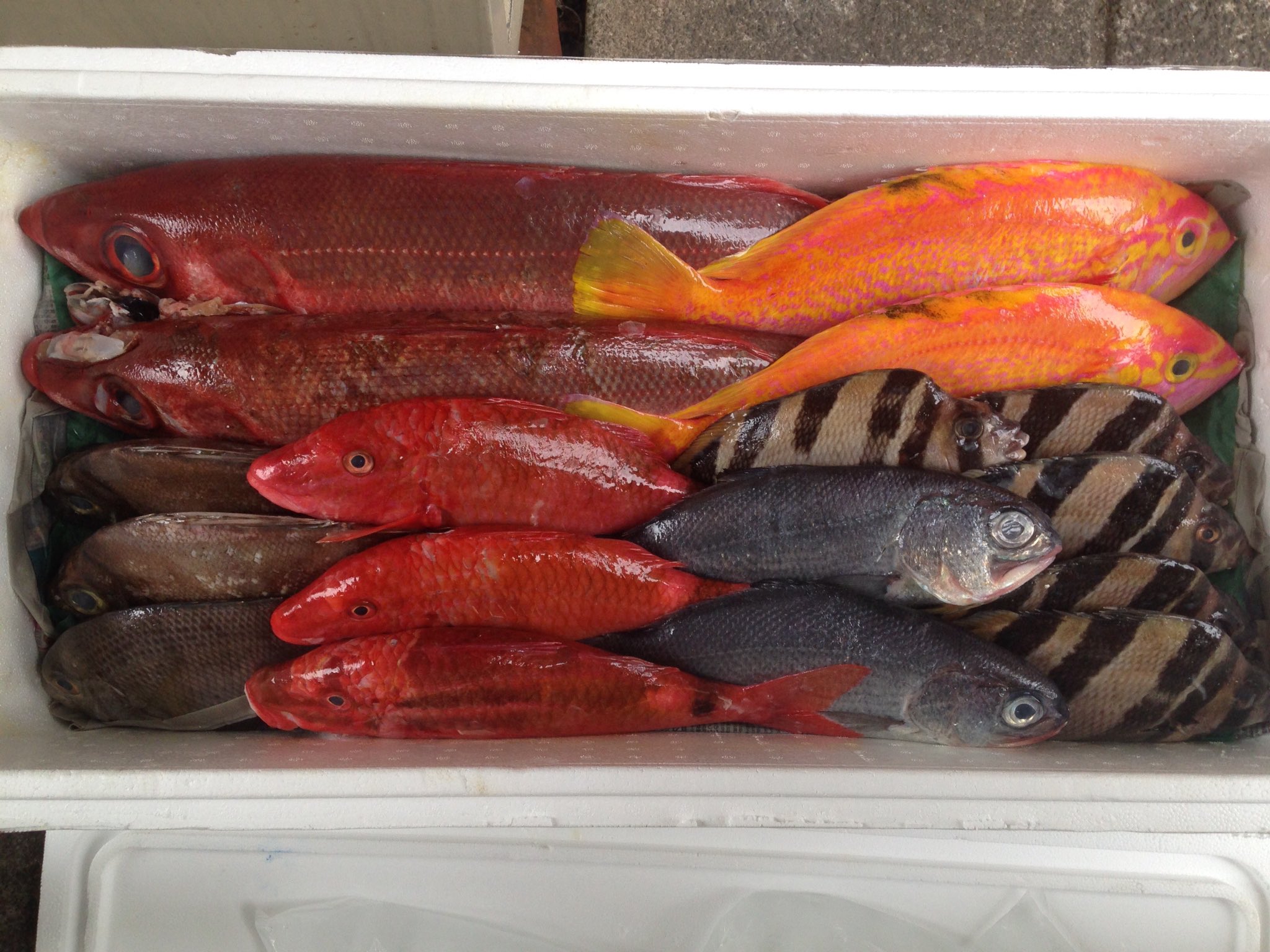 Ototodiningbou 本日台風で大時化です 五島列島 シケ前の魚が今朝空輸にて入荷しました 今宵は大きなハチビキ をお刺身します そして写真にアカイサキは昆布で寝かせて明後日以降に皮付のお刺身になります お魚食べて夏バテ知らず ご来店お待ちして