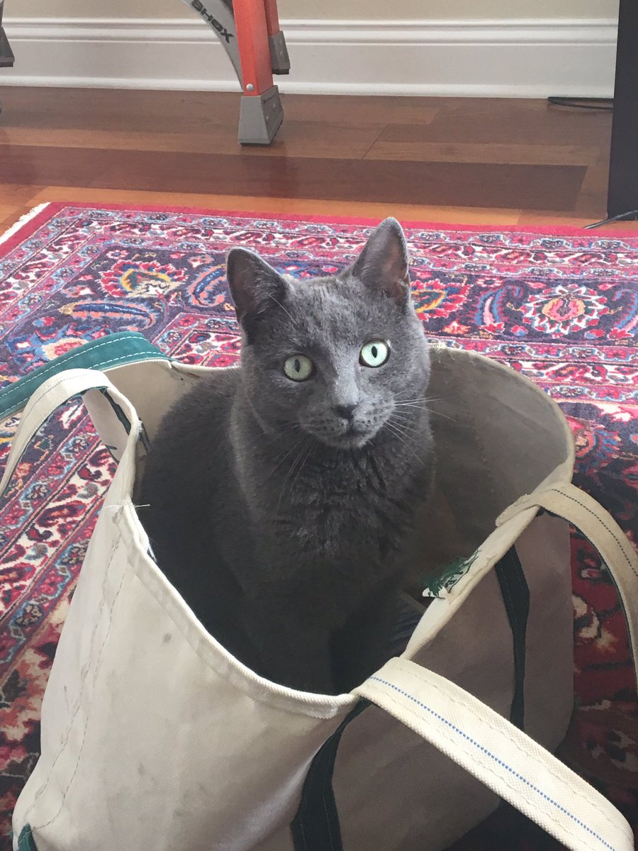 ellie_felderman's tweet photo. everybody deserves to see these really cute pictures of my cat in this bag https://t.co/Ig3z8zK6aB