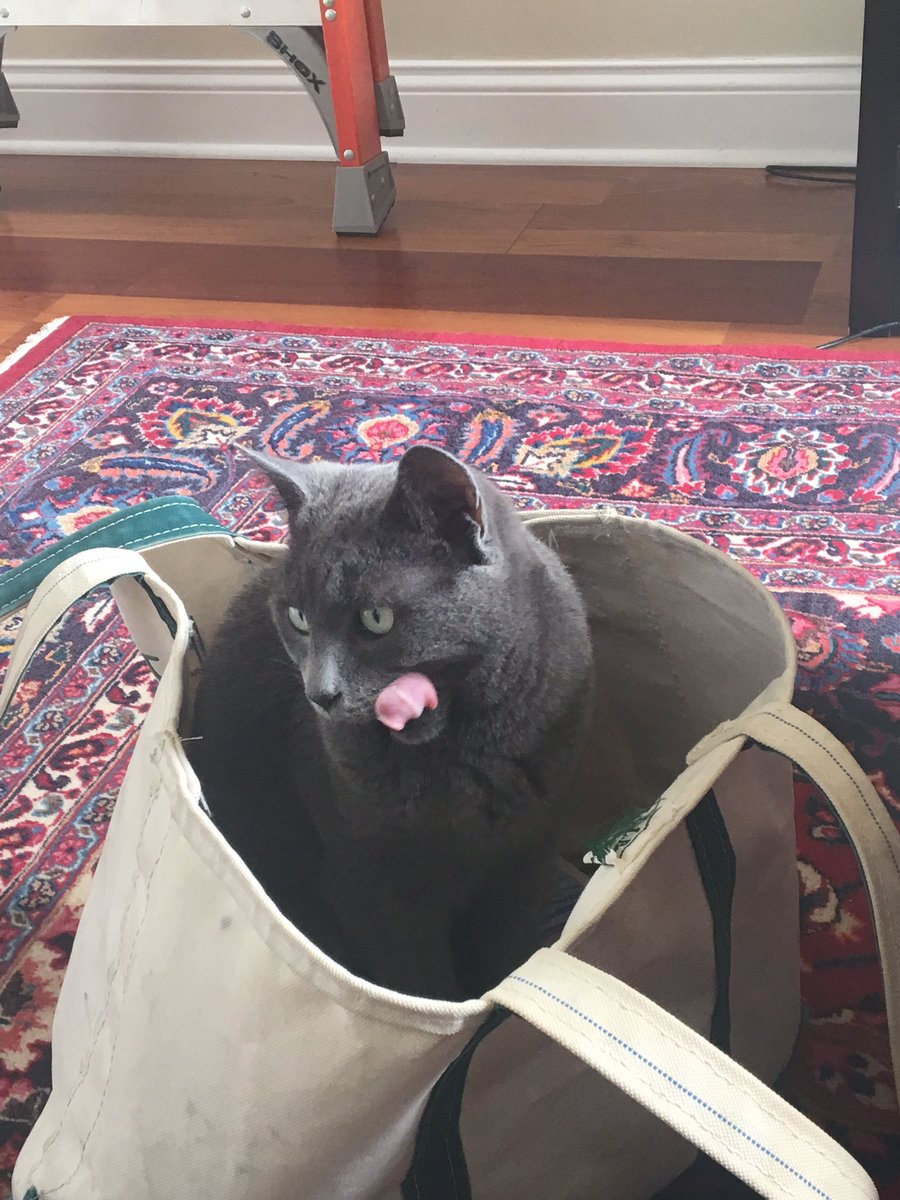 ellie_felderman's tweet photo. everybody deserves to see these really cute pictures of my cat in this bag https://t.co/Ig3z8zK6aB