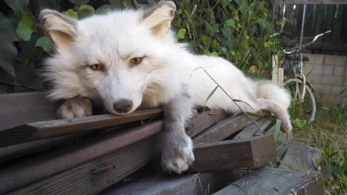 briellette's tweet photo. Roland the snow glow fox #taxidermy #softmount https://t.co/wZCpNlWsyD