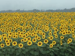 yoochunims's tweet photo. park yoochun; sunflower promise. https://t.co/XOqHuWXwVg