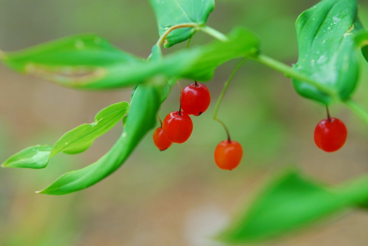 六甲高山植物園 赤い実シリーズ 春に咲いていた植物に実がなっています 写真はオオバタケシマラン アカモノ コケモモです 花を咲かせ 実をつけ 種がこぼれ 芽を出し そしてまた花を咲かせる 続いていく自然の営み T Co W5vle5tthl