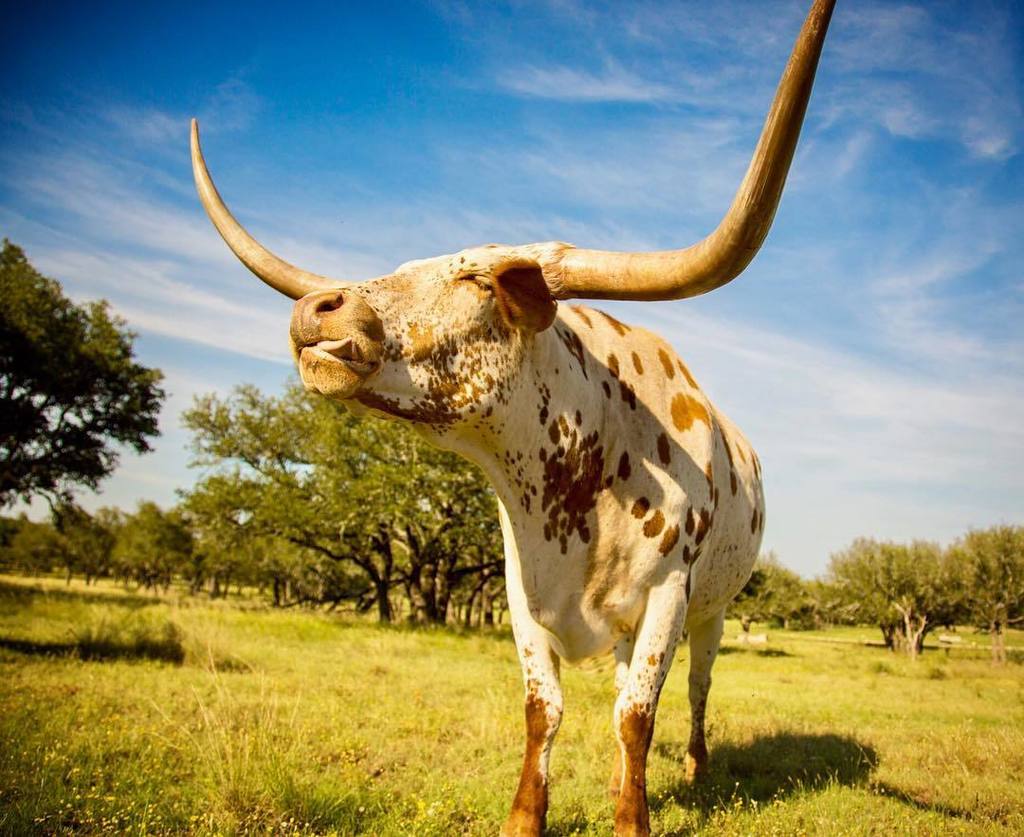 ChrisLammert's tweet photo. Heading into July 4th feeling 🐂☀️.
.
.
.
#canon #canonbringit #naturephotography #nature #cattle #longhorn #longho… https://t.co/ZRcjzGk1AP https://t.co/bJs8179VVY