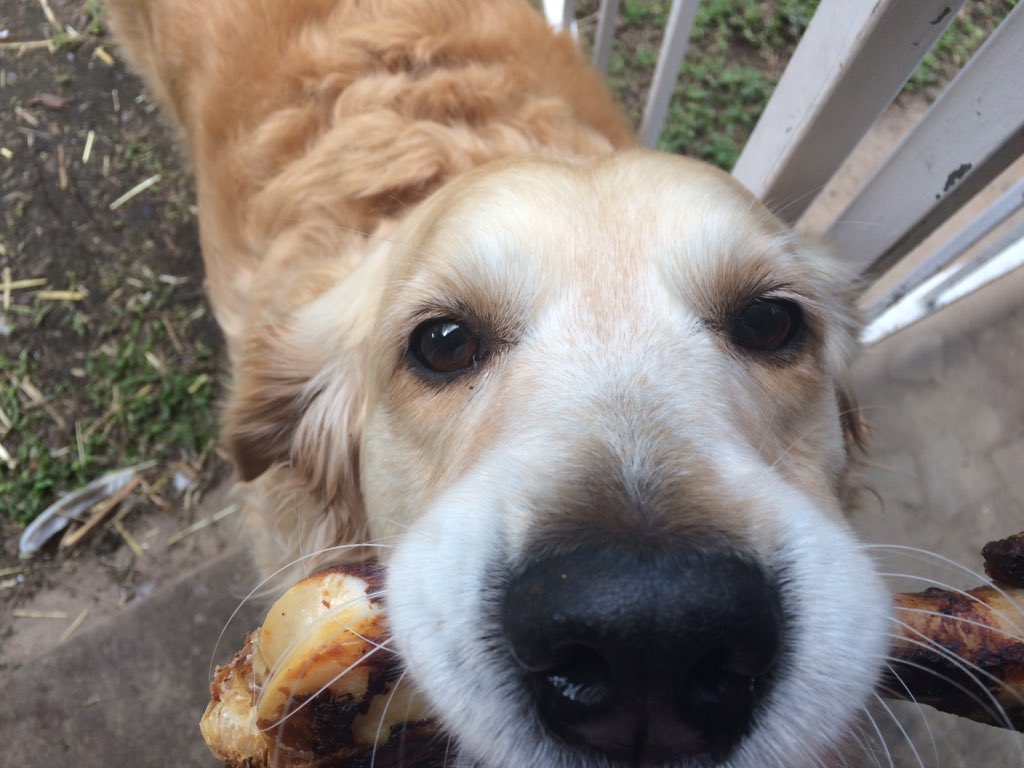 PippaLoves's tweet photo. @satans_tofu I gotta smoked #bone #OutOfCookies #dogs https://t.co/9HVvz8E9oh