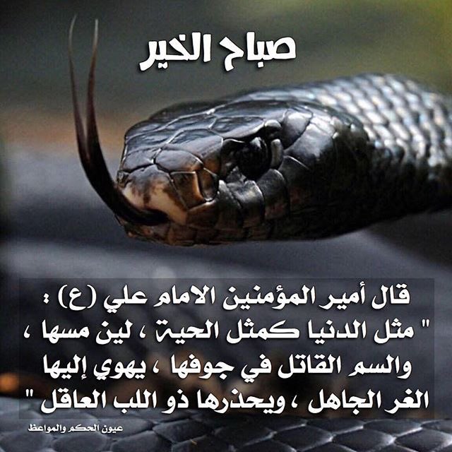 حسيني الهوى (@4shia_) on Twitter photo قال الامام علي (ع) :
مثلُ الدنيا كمثل الحيّة ، ليّن مسّها ،والسمّ القاتل في جوفها ، يهوي إليها الغرّ الجاهل ، ويحذَرها ذو اللب العاقل
<a href="/4Shia/">ريتويت4⃣شيعة</a> قال الامام علي (ع) :
مثلُ الدنيا كمثل الحيّة ، ليّن مسّها ،والسمّ القاتل في جوفها ، يهوي إليها الغرّ الجاهل ، ويحذَرها ذو اللب العاقل
<a href="/4Shia/">ريتويت4⃣شيعة</a>