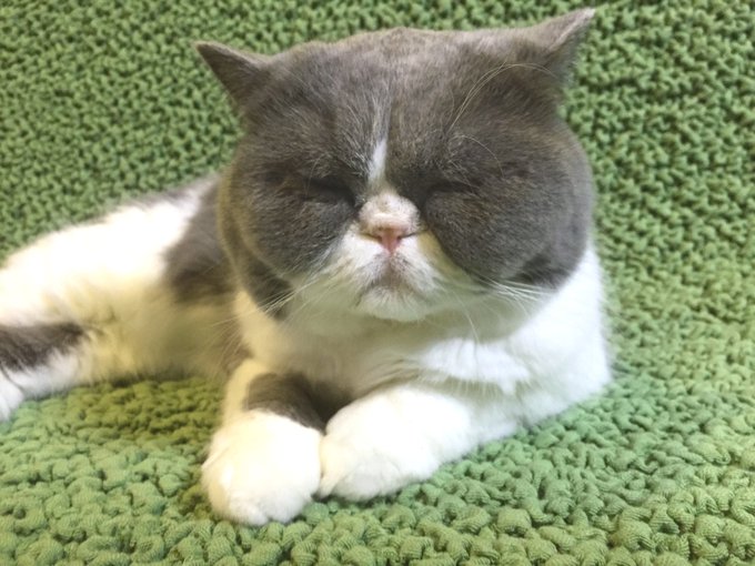 エキゾチックショートヘアのtwitterイラスト検索結果 古い順