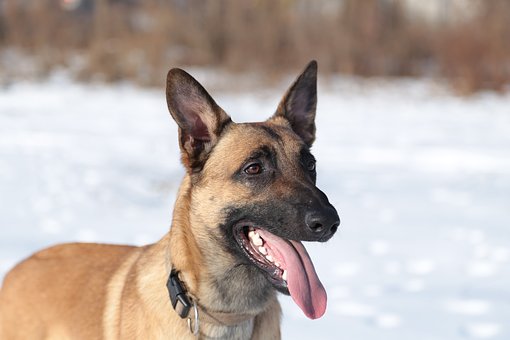 petcaregurus's tweet photo. Dog Training Schools – Foolproof Choices https://t.co/04GhB33gKD
#dogs #dogtraining #pets https://t.co/sH3MvYNg9D