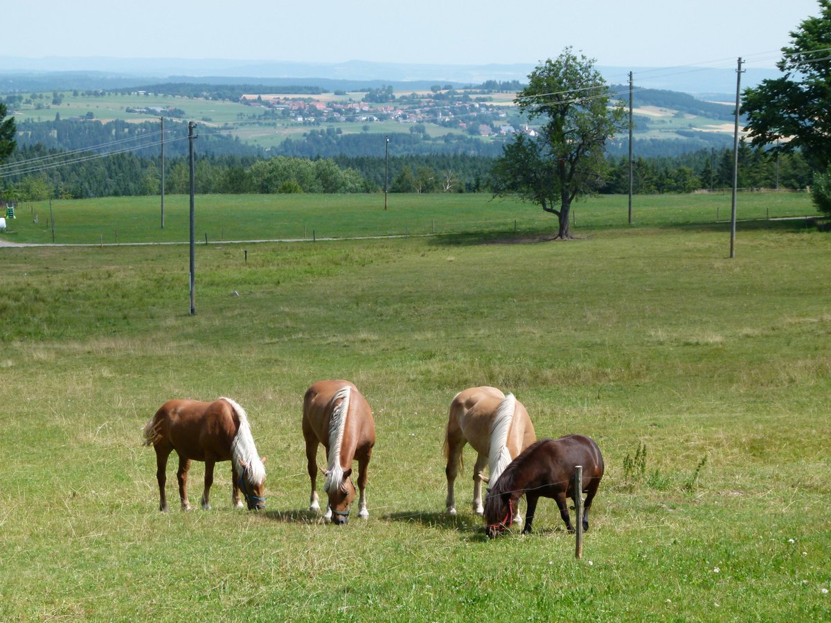 Guten Morgen liebe Freunde,
diese Pferde kommen nicht in den Schlachthof und sind jetzt glücklich auf der Weide.