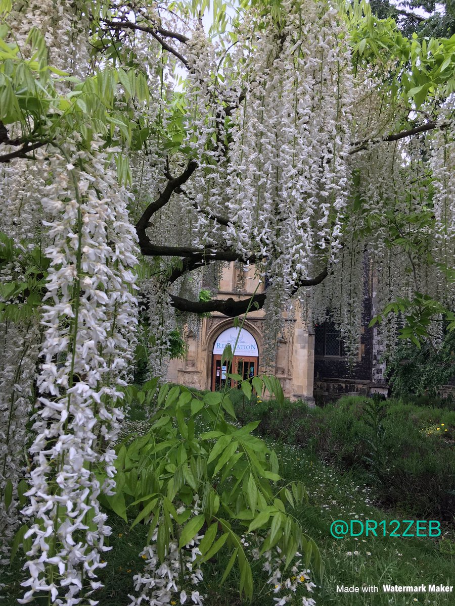 DR12ZEB's tweet photo. Beautiful wisteria at St Michael at Plea Norwich @NorwichChurches @enjoynorwich RT'd https://t.co/rzvPZ6iyCN