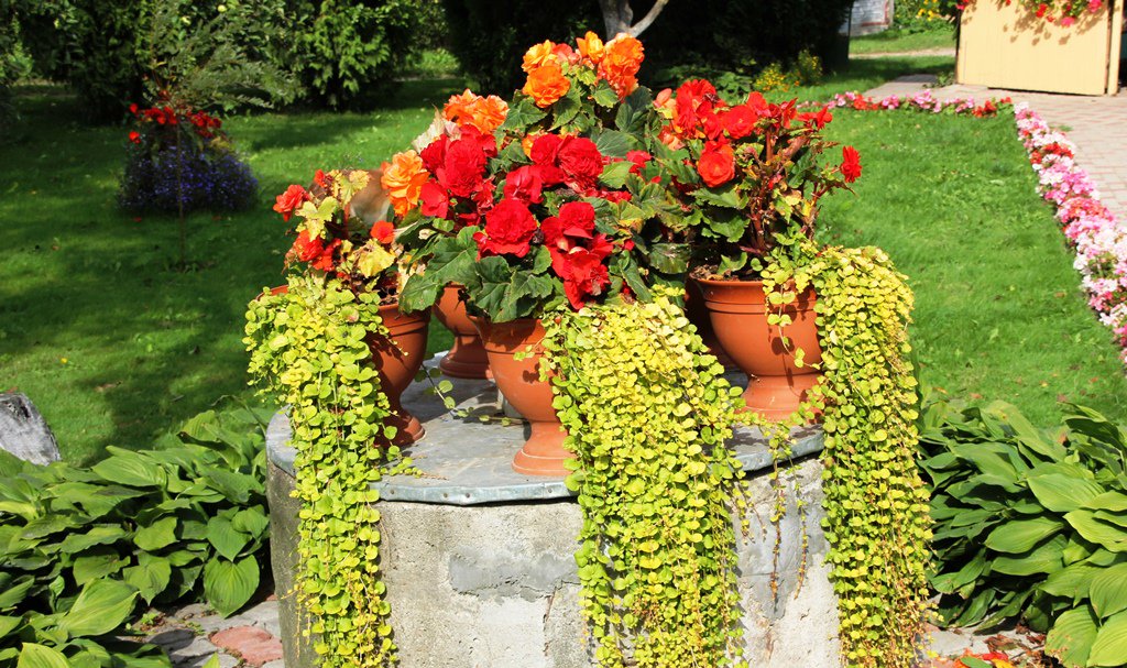 Arī šogad Rundāles novadā tiks meklētas sakoptākās sētas. Pirmās kārtas komisija jau darbu uzsākusi. Vairāk lasi rundale.lv/aktualitates/m…