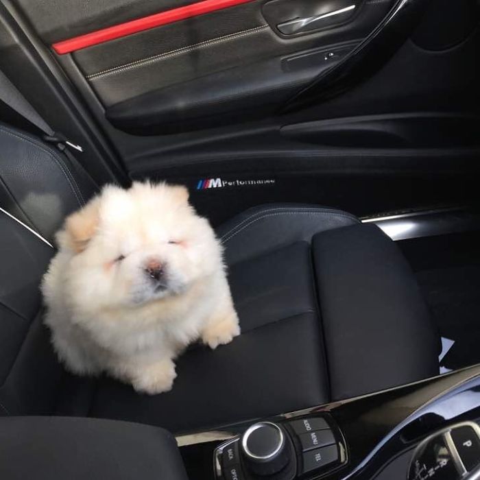 土屋アソビ 大人気のチャウチャウ犬が丸っこすぎる ふわっふわでコロコロ転がりそうな勢い 中国生まれというからおそらく チャウチャウだと思いますが 現在キレイなお姉さんと一緒に生活しているようです ポテトくん かな 丸くてタレ目 愛嬌あり