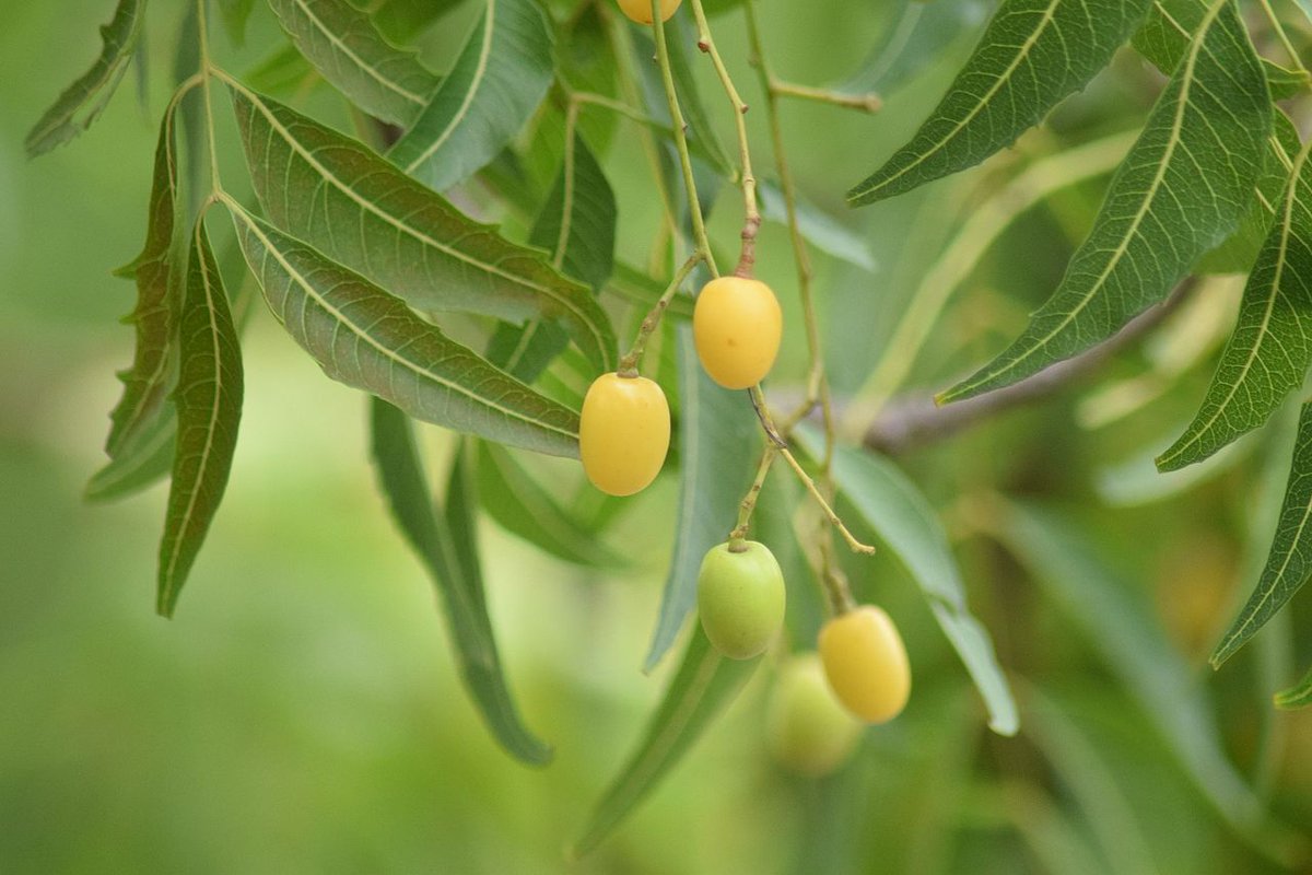gnfcneemproject's tweet photo. Did you know that #NeemSeed, #NeemOil has been used as an #Ayurveda #Medicine for over 4000 years
Use neem #products https://t.co/5vSpGPbGpb https://t.co/bUm2qsPt6n