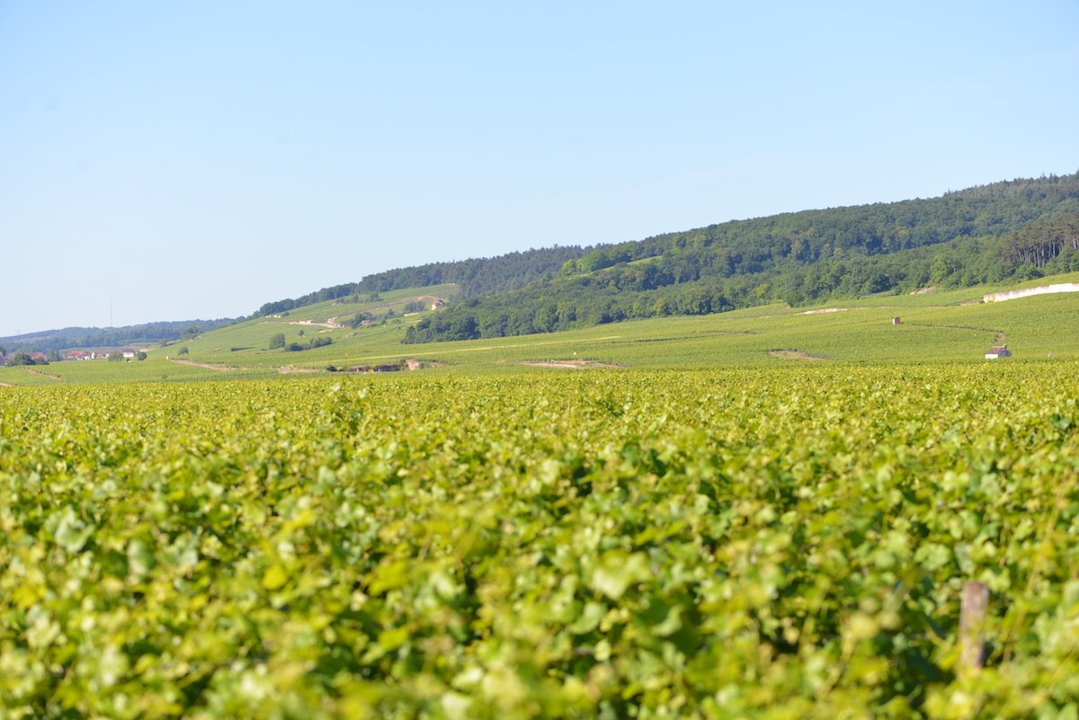TheBurgundyShop's tweet photo. This week in The Burgundy Blog - Biodynamics and the Testarossa https://t.co/a4oTDXhb26 https://t.co/0iPeJuQUW2