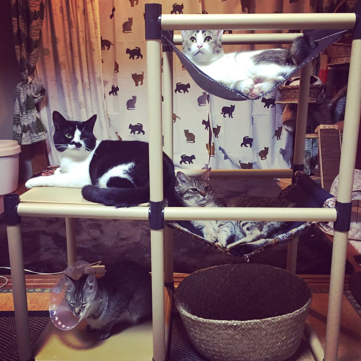 おかしいです セリア 猫 ハンモック 作り方 写真最高の壁紙