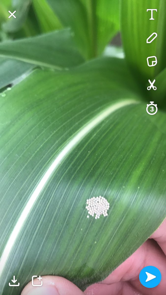 BasinBoyScouts's tweet photo. Western Bean cutworm egg masses are showing up in multiple regions of NE #Bbscouts #cutworm #agronomy https://t.co/QEzbaaiiz5
