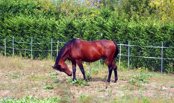 petcaregurus's tweet photo. Finding the Right Horse Fence and Layout to Meet Your Needs https://t.co/L9SN3Tzv8v
#pets #Horses https://t.co/W4iWptSTOu